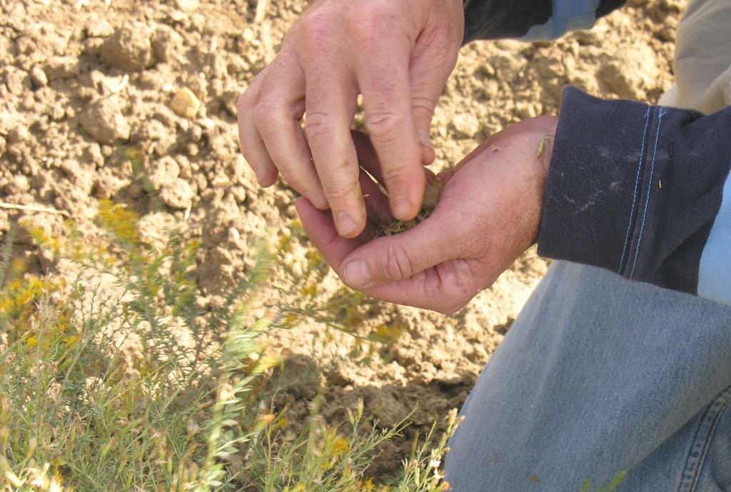 It's Harvest Time! Collect Wildflower Seeds at the Native Seed Farm