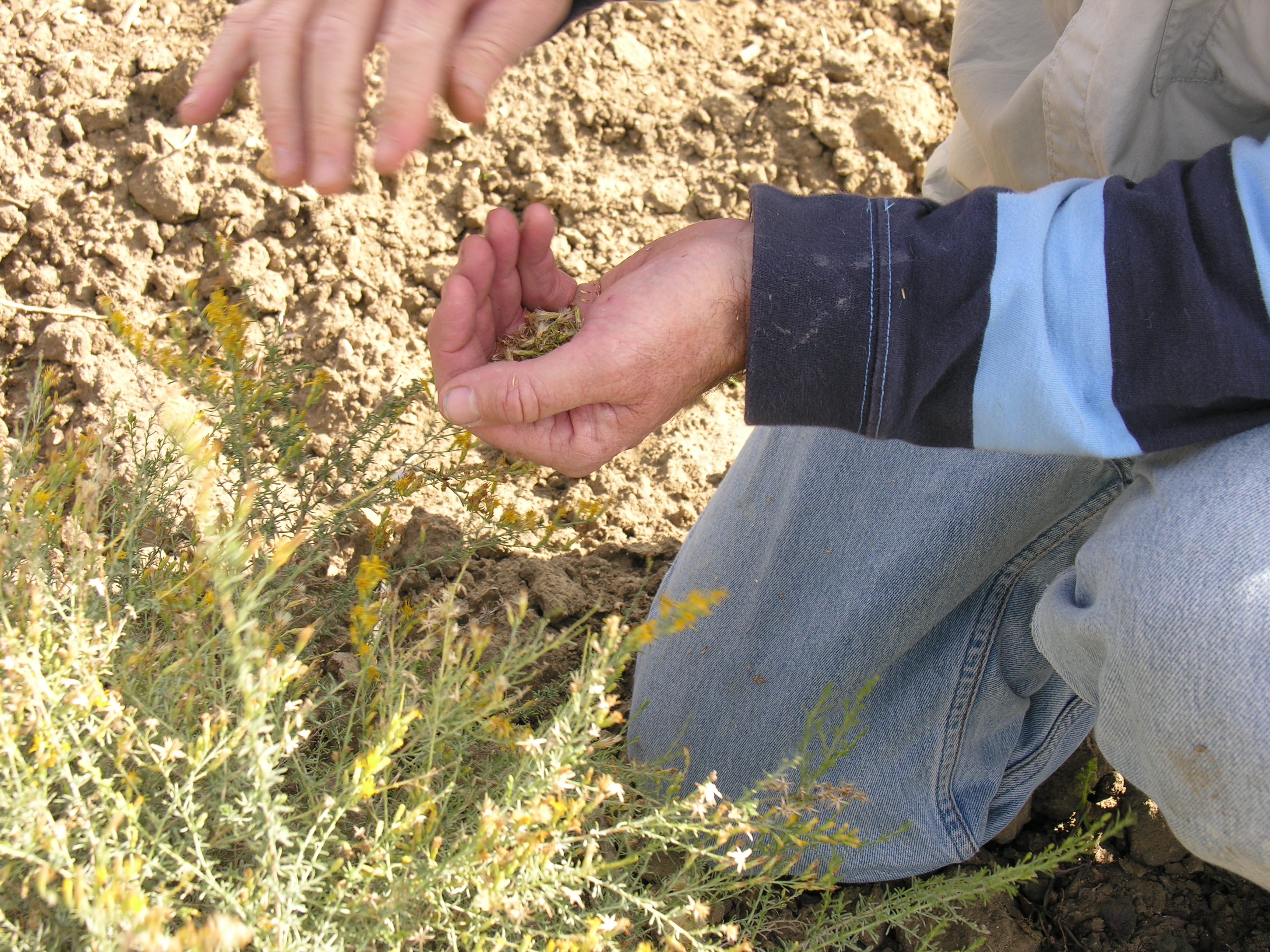It's Harvest Time! Collect Wildflower Seeds at the Native Seed Farm