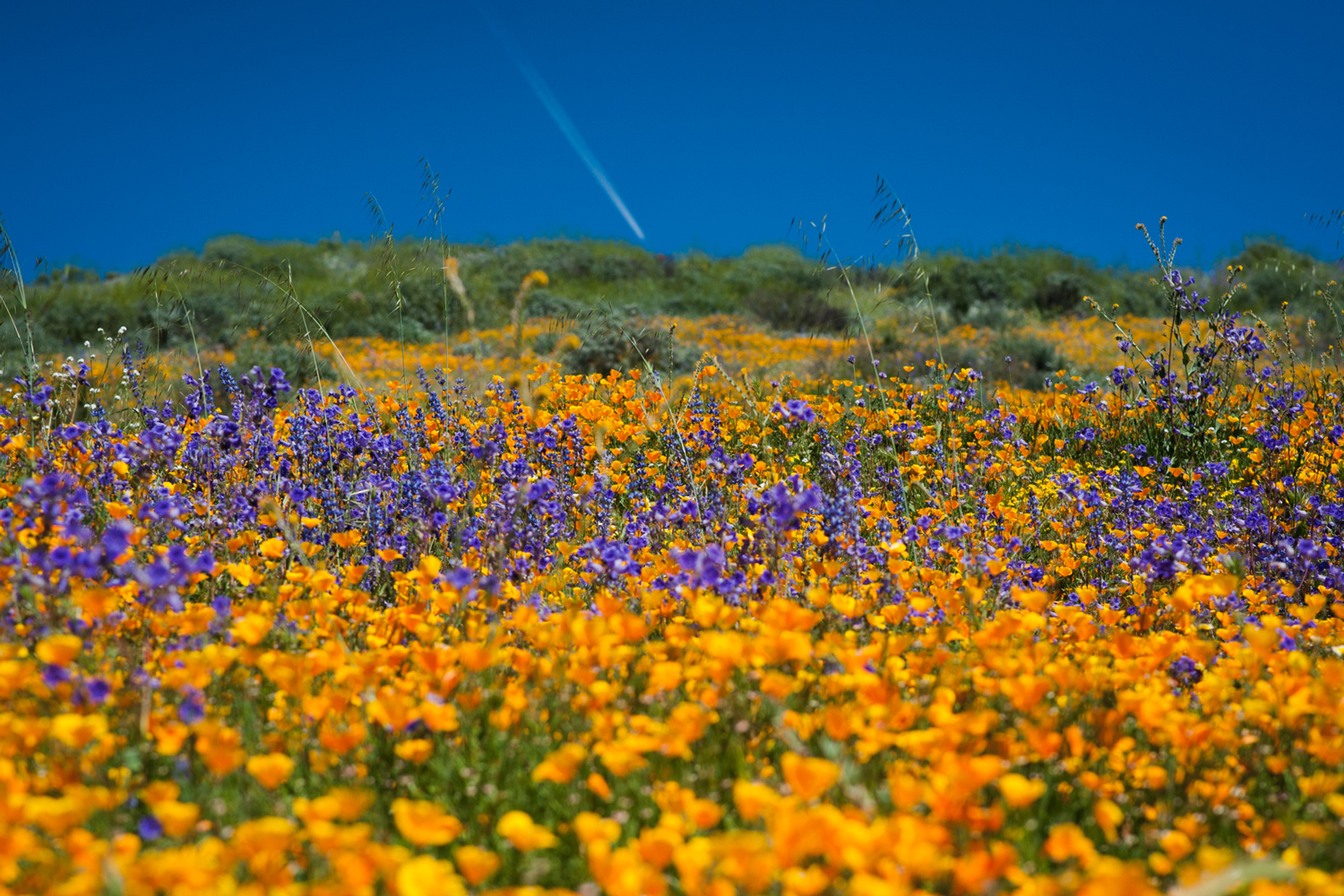 CANCELLED due to Trail Conditions Wildflower Hike Baker Canyon