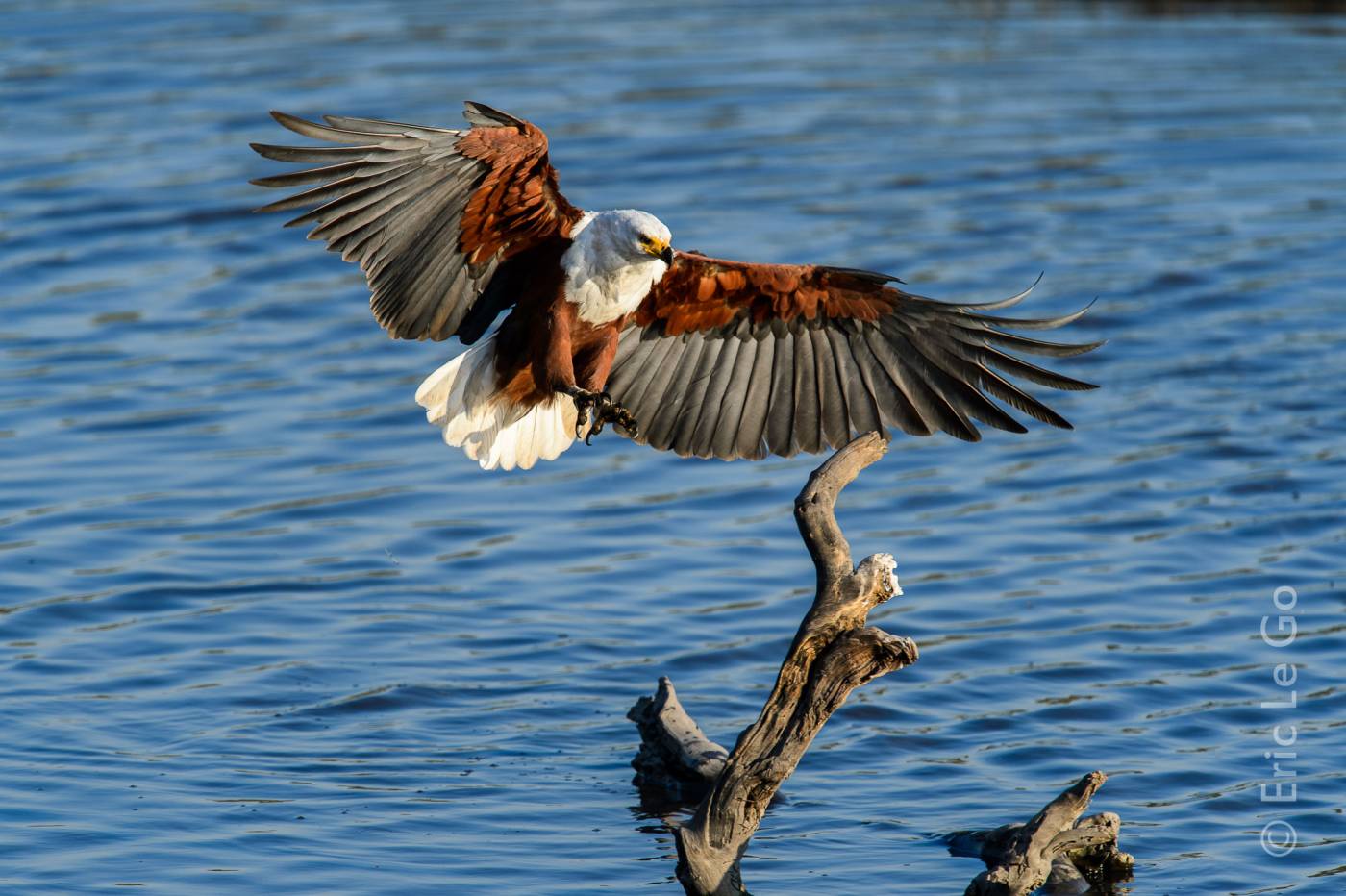 Let's go travel Actualités Tous les oiseaux d'Afrique Australe sur