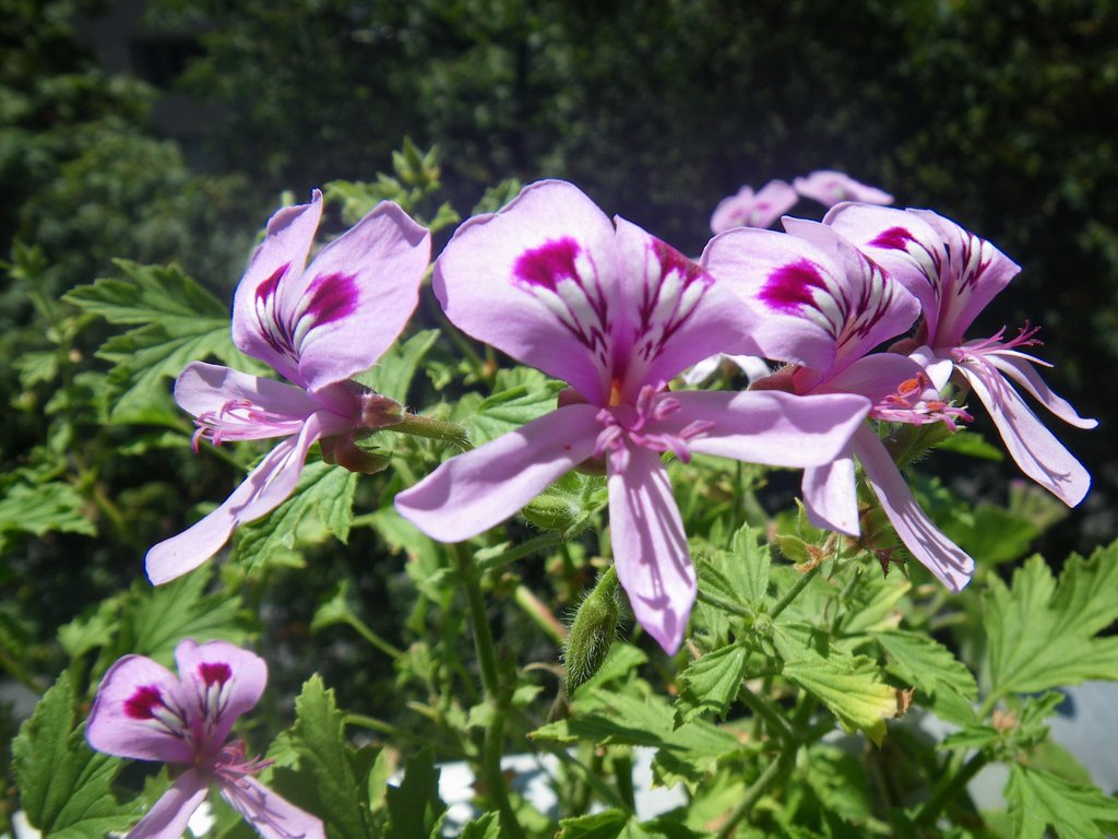 Mosquito Repellent Plants Lets Grow