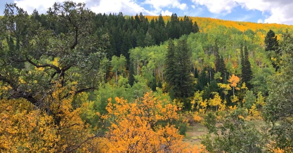 Awesome Scenic Drives for Best Fall Colors Mountain States