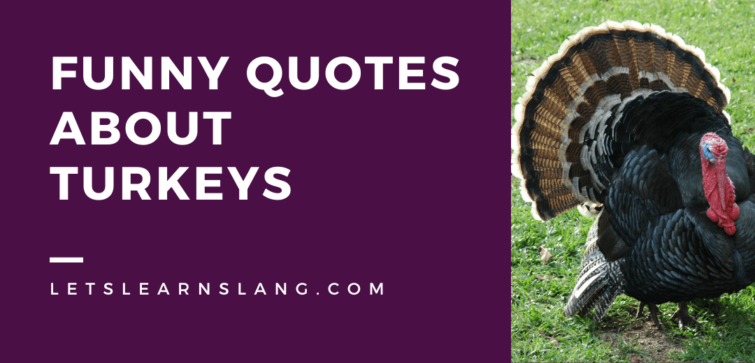 100 Funny Quotes About Turkeys to Gobble Up Lets Learn Slang