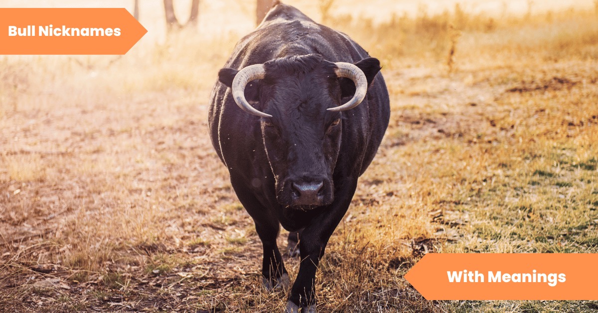 101 Bull Nicknames Unleash The Power Within! Lets Learn Slang