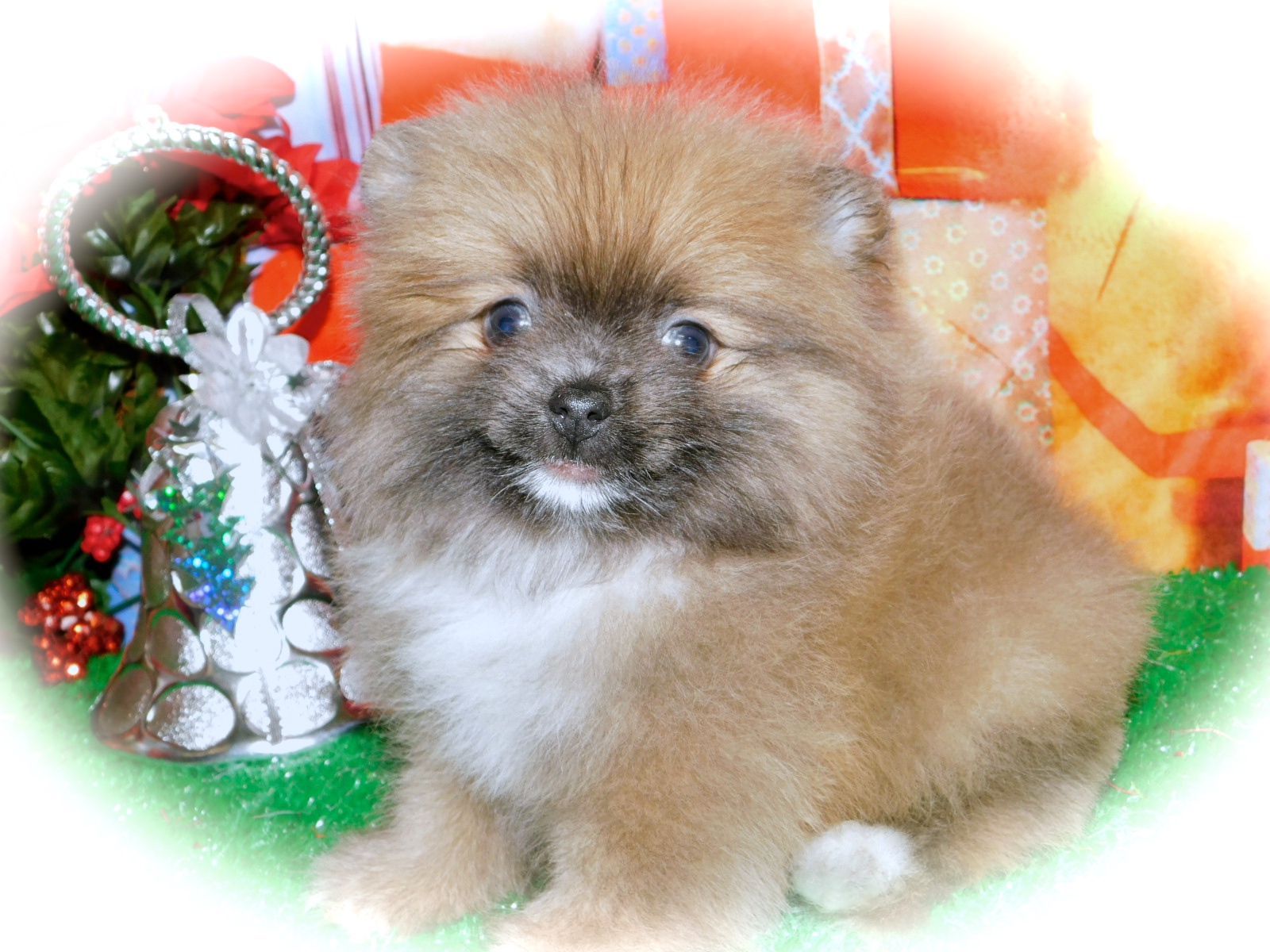 HugAPup The Puppy Specialists