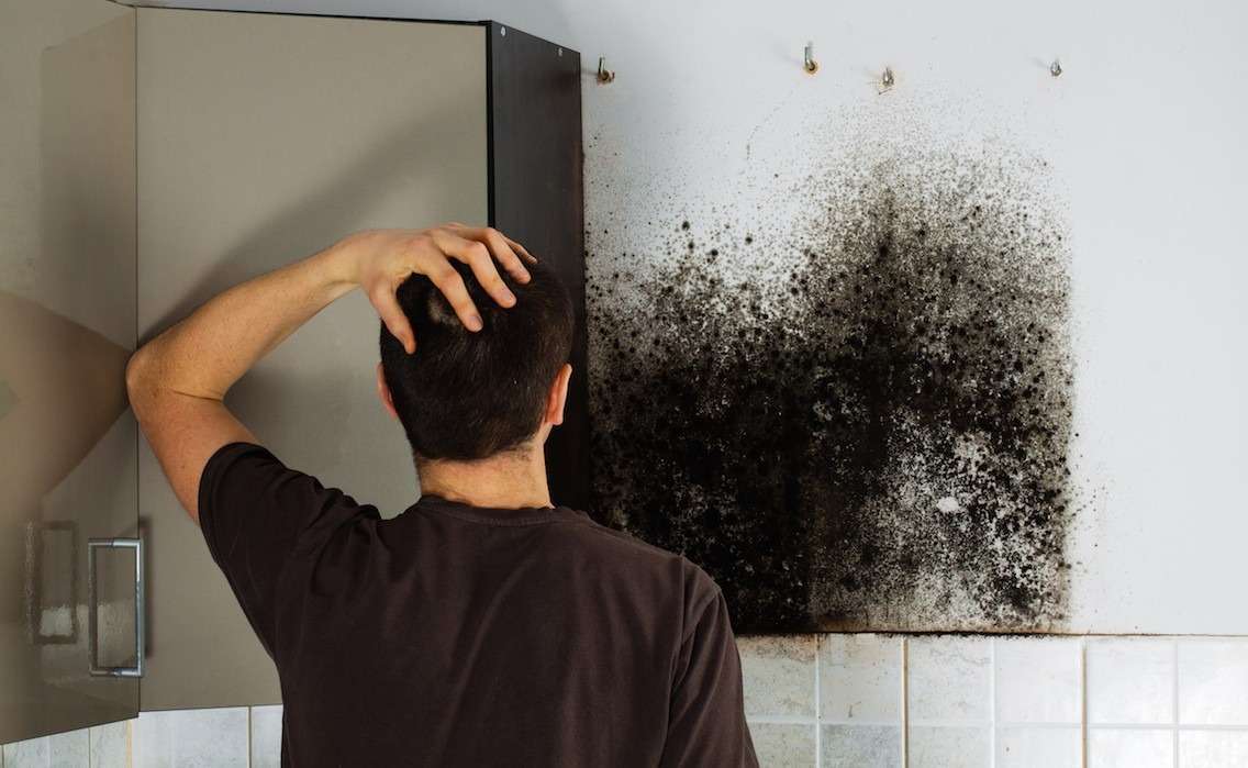 Best Products For Black Mold Removal