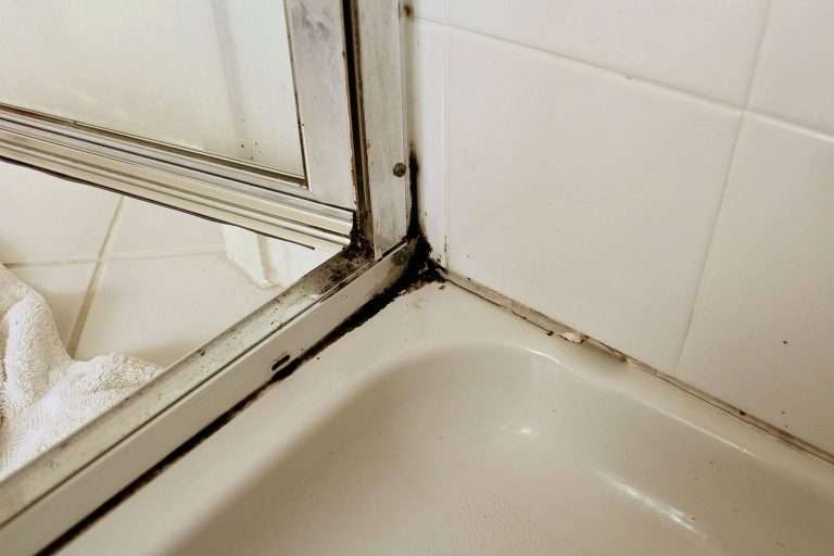 Why Is There Black Mold In My Shower?