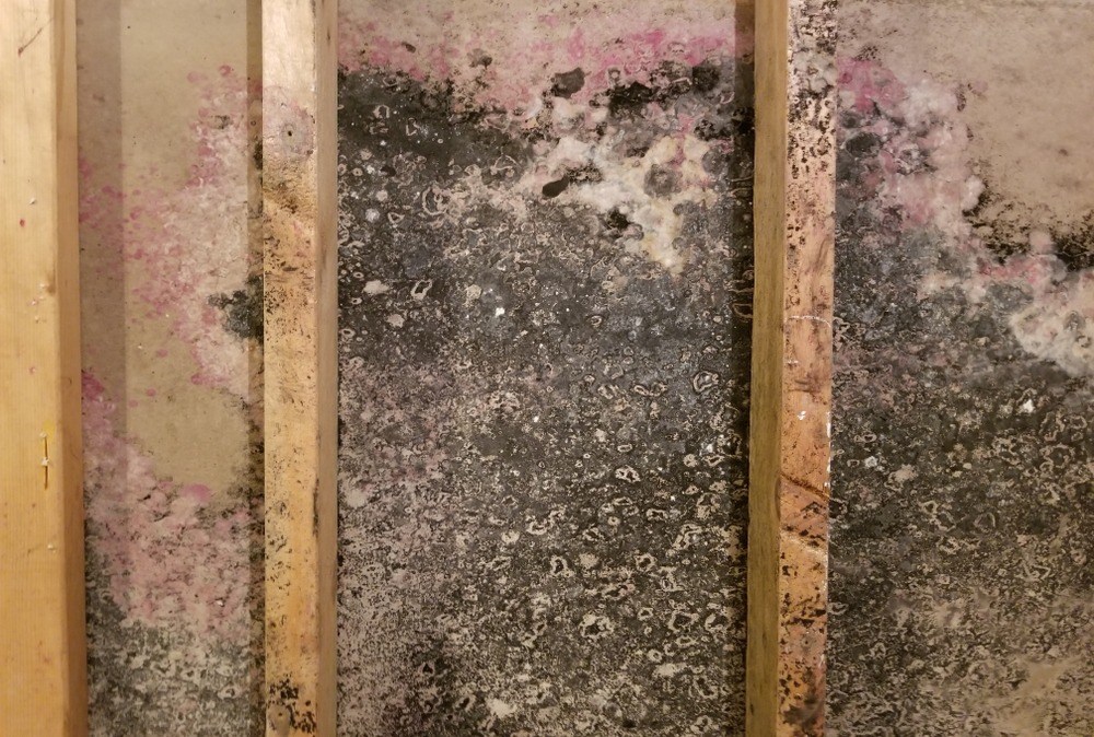 One Of The Easy Ways To Clean Mold Off Wood