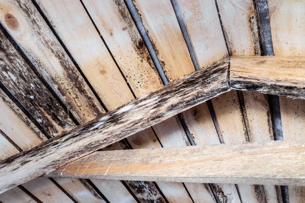 One Of The Easy Ways To Clean Mold Off Wood