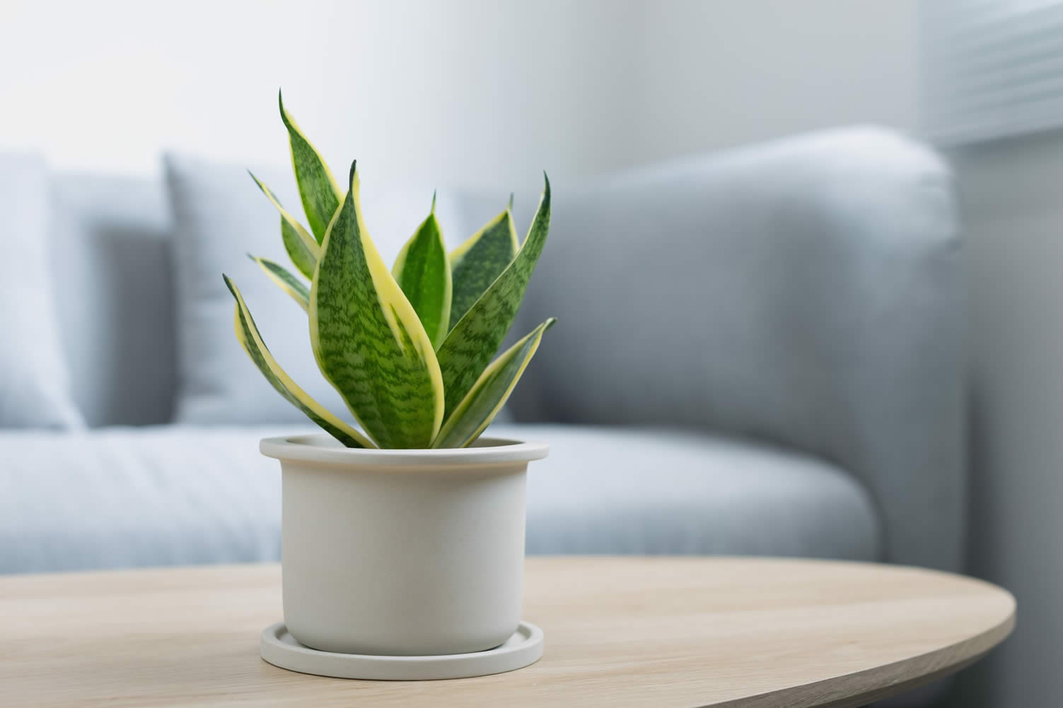 The Best Indoor Plants For Creating Good Feng Shui Photo Remodeling Analysis