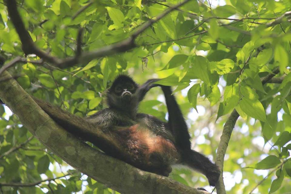 25 Species of animals in Cancun Discover Mexico Wildlife