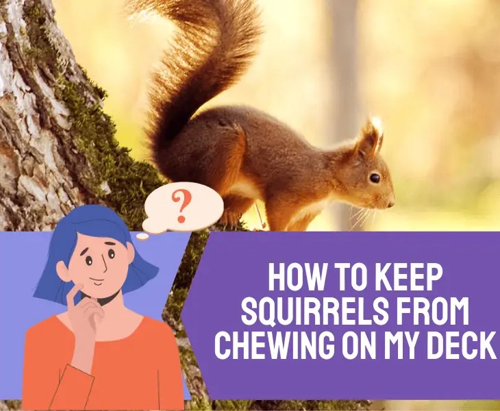 How To Keep Squirrels From Chewing On My Deck? (Best Tips)