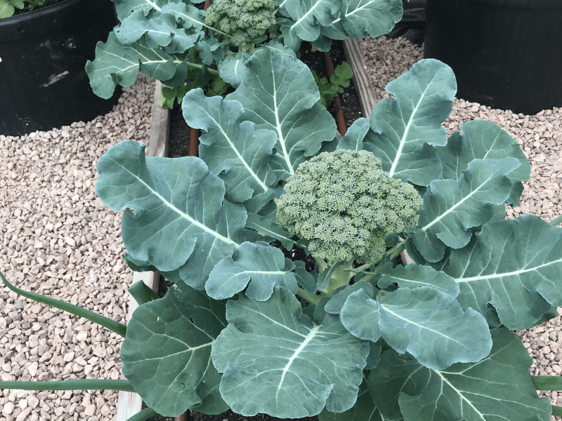 How to Grow Broccoli in Central Texas Lettuce Grow Something