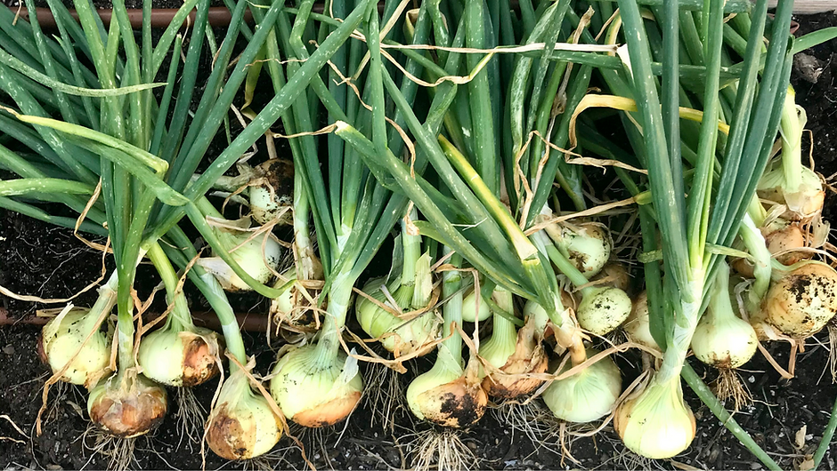 Tips & Tricks for Growing Onions in Central Texas Lettuce Grow Something