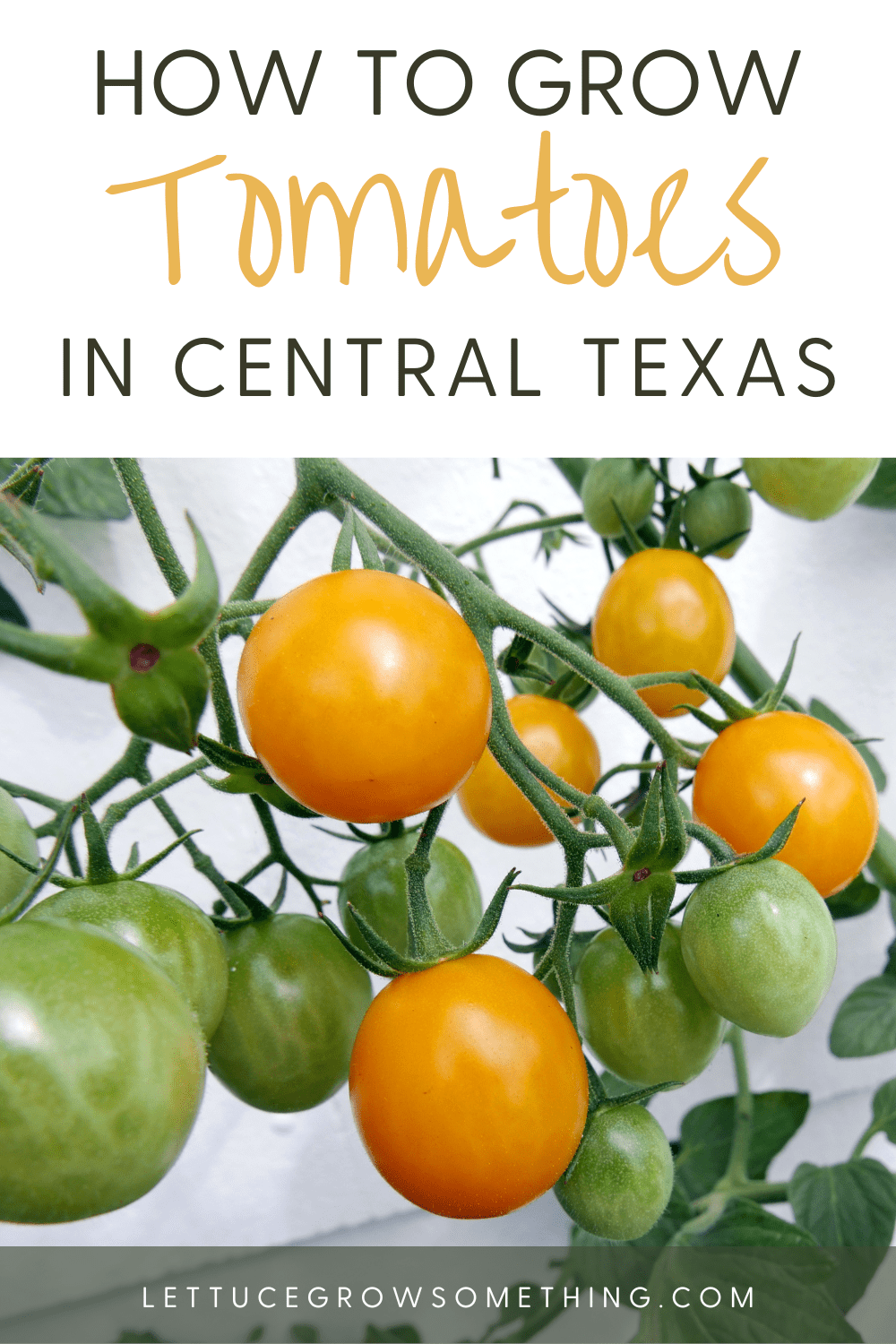 How to Grow Tomatoes in Central Texas Lettuce Grow Something