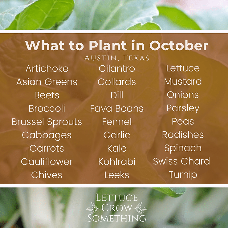 What to Grow in October in Austin, Texas {Zone 9} Lettuce Grow Something