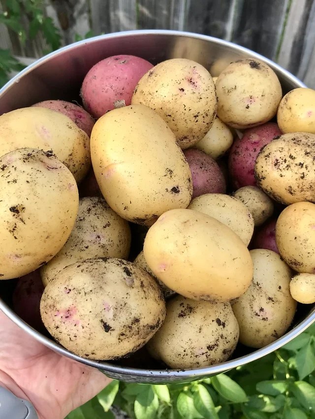 Can You Grow Potatoes in the Fall? Lettuce Grow Something