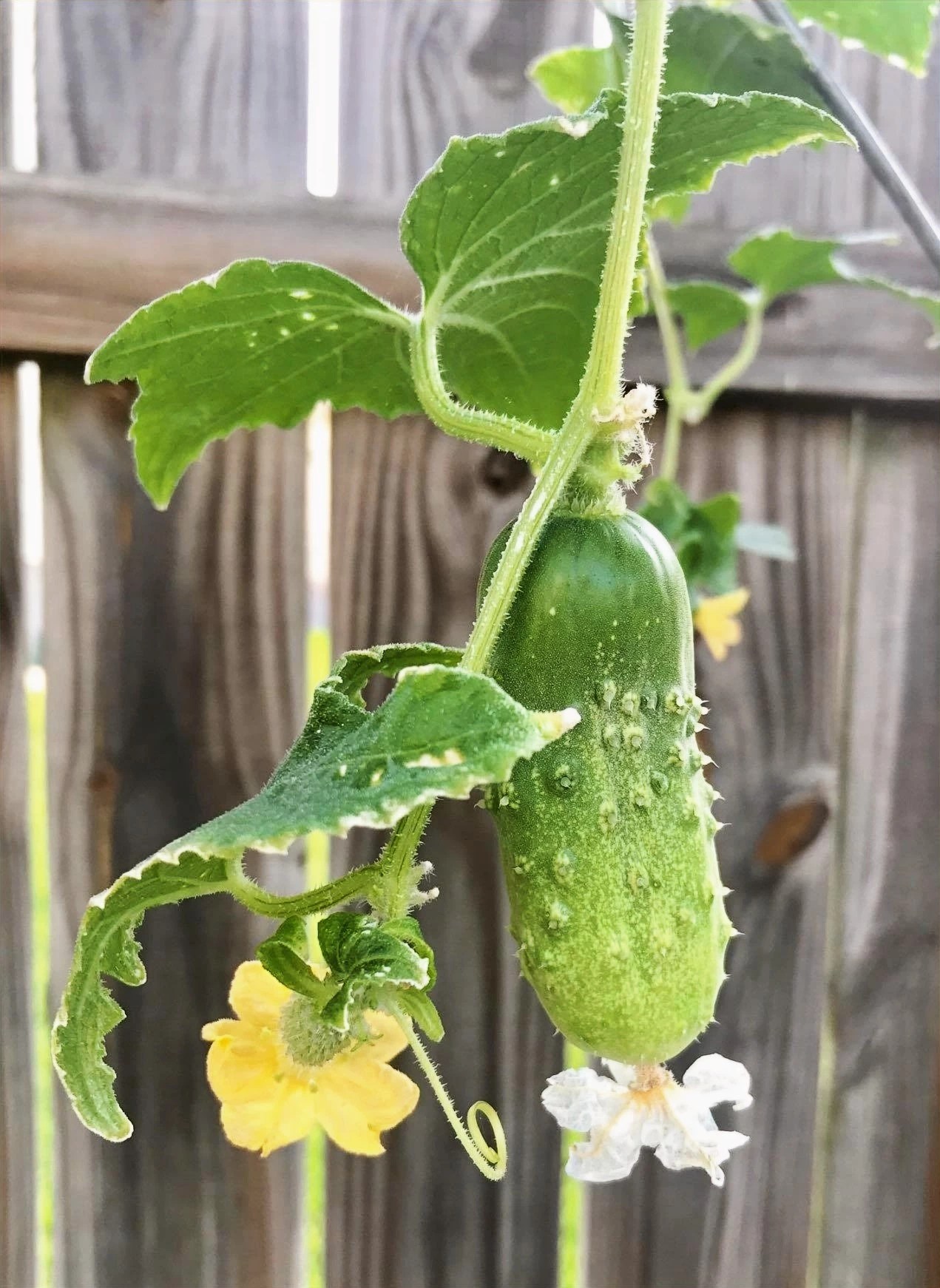 How to Grow Cucumbers in Central Texas Lettuce Grow Something