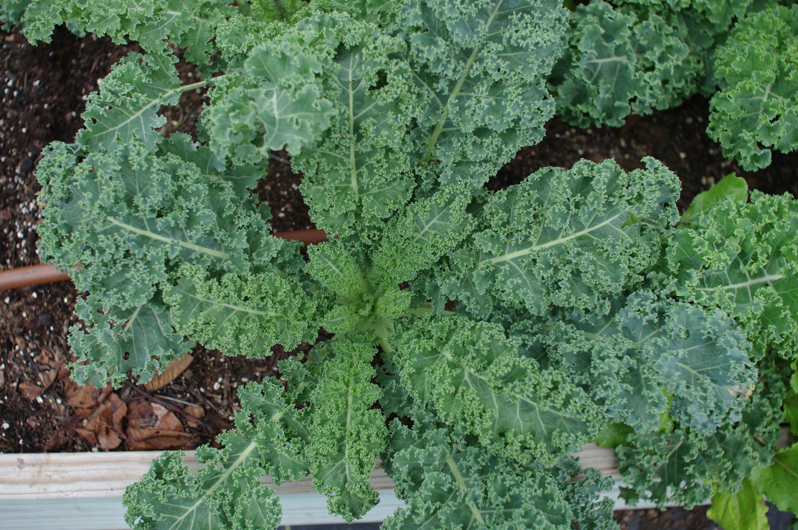 How to Grow Kale in Central Texas Lettuce Grow Something