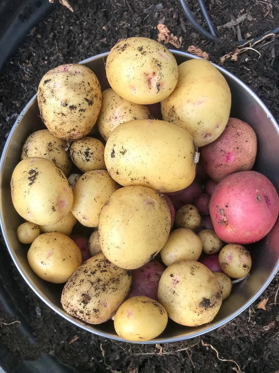 Can You Plant Potatoes in the Fall or Is It Too Late? Lettuce Grow