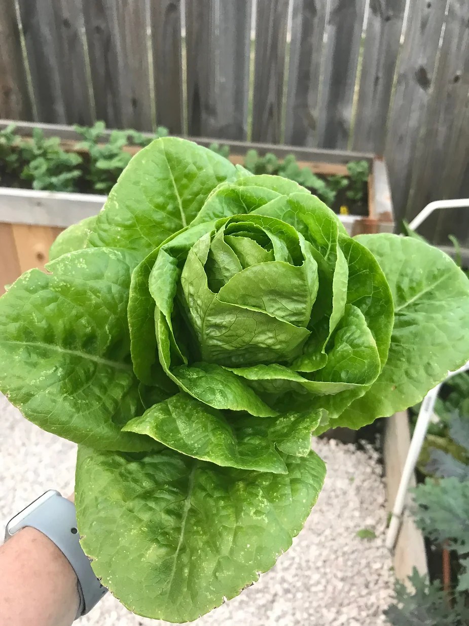 Best Time to Grow Lettuce in Texas GreenThumbsGuide
