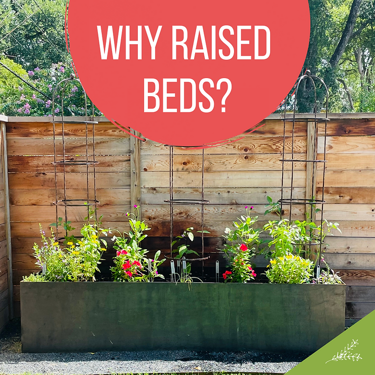 Why Raised Beds? Lettuce Grow Something