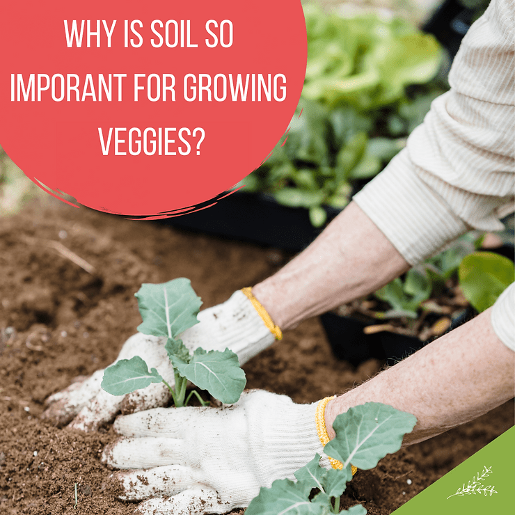 Why Is Soil So Important for Growing Veggies? Lettuce Grow Something