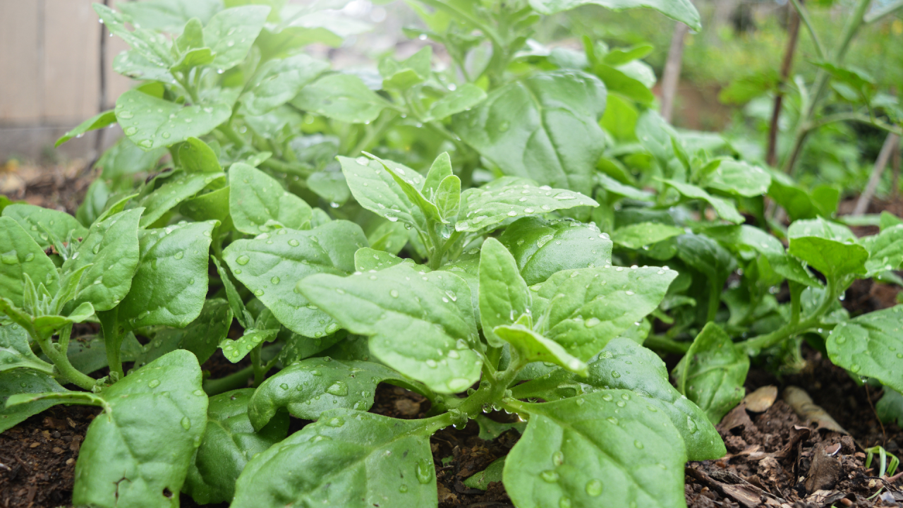 How to Grow Spinach in Central Texas Lettuce Grow Something