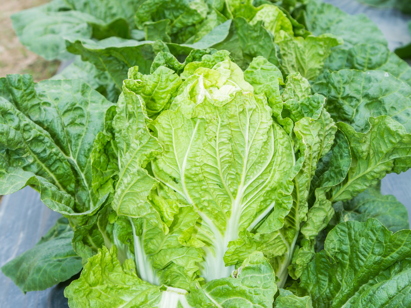 The Complete Guide to Growing Cabbage from Seed to Harvest Lettuce