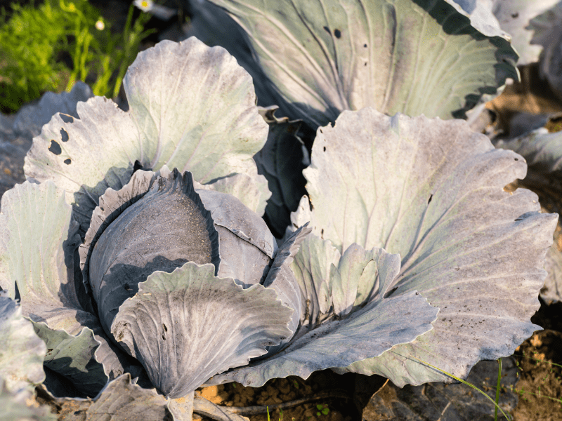 The Complete Guide to Growing Cabbage from Seed to Harvest Lettuce