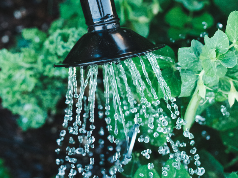 5 Different Ways to Water Your Vegetable Garden Lettuce Grow Something
