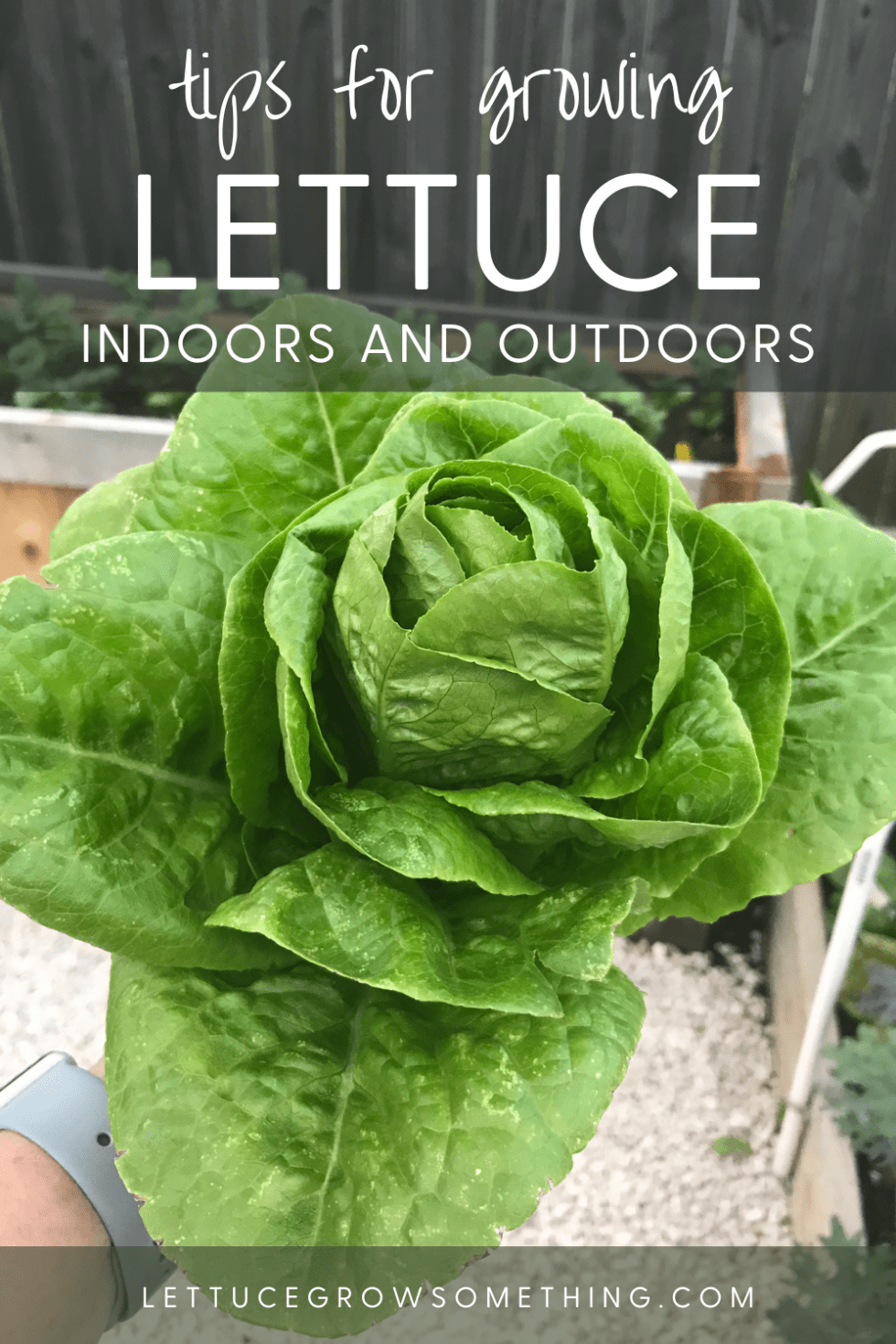 The Complete Guide on How to Grow Lettuce Indoors and Out Lettuce