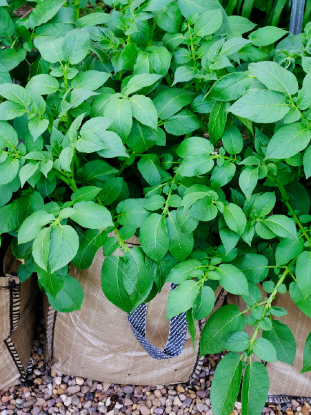 What to Plant in February in Zone 8 and Zone 9 Lettuce Grow Something