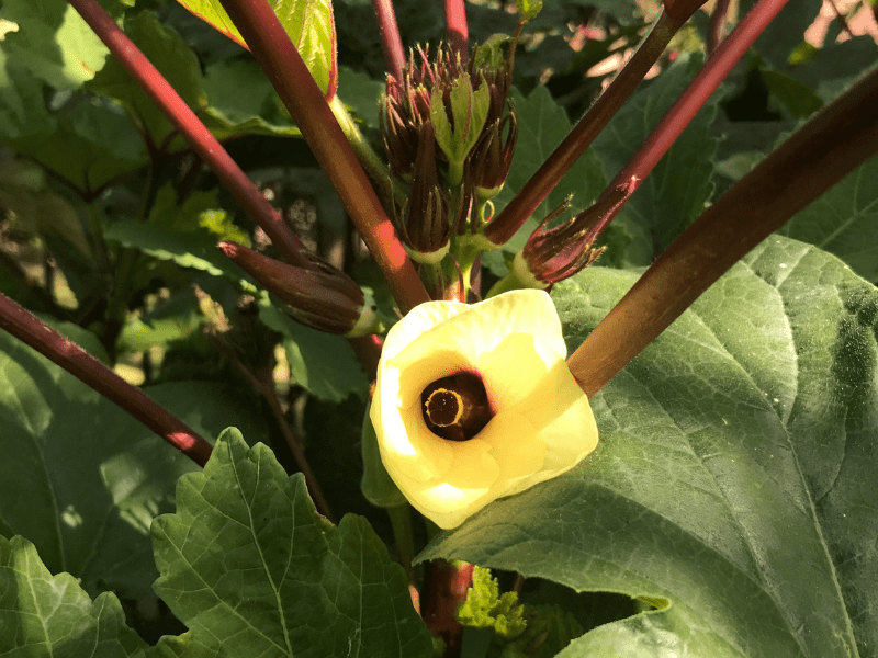 How to Grow Okra in Central Texas Lettuce Grow Something