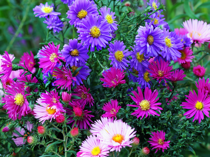 15 of the Best Perennials for Cut Flowers Lettuce Grow Something