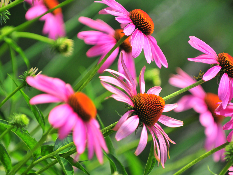 15 of the Best Perennials for Cut Flowers Lettuce Grow Something