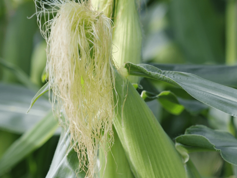 How to Grow Corn in Central Texas Lettuce Grow Something