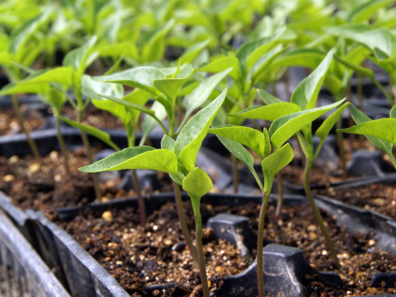 How to Grow Peppers in Central Texas Lettuce Grow Something