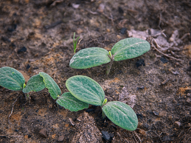 How to Grow Zucchini & Summer Squash in Central Texas Lettuce Grow