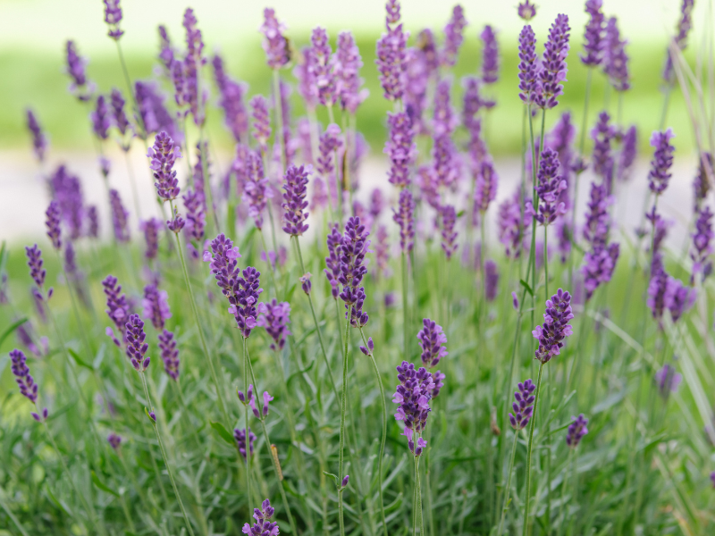 How to Grow and Care for Lavender in Central Texas Lettuce Grow Something