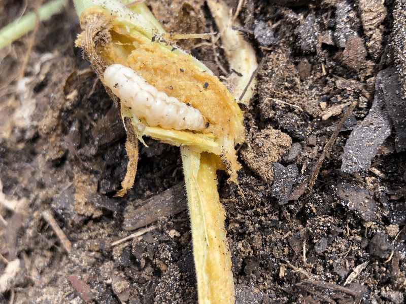 Tips for Growing Winter Squash in Central Texas Lettuce Grow Something