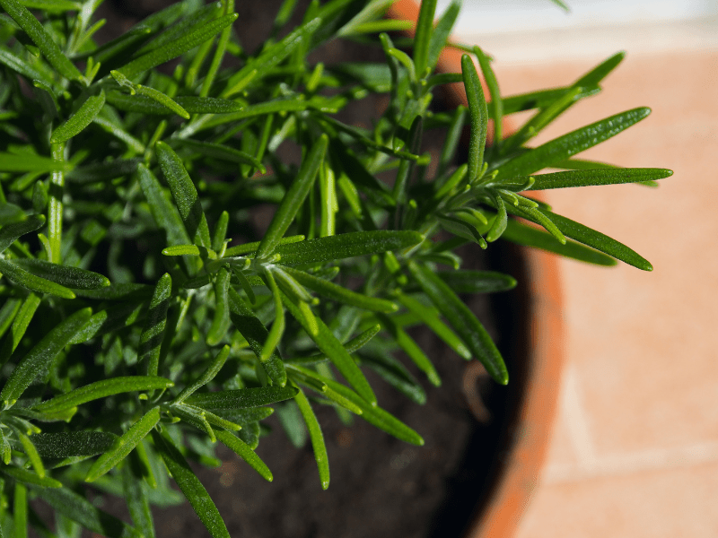 How to Grow Rosemary Herb Plants in Central Texas Lettuce Grow Something