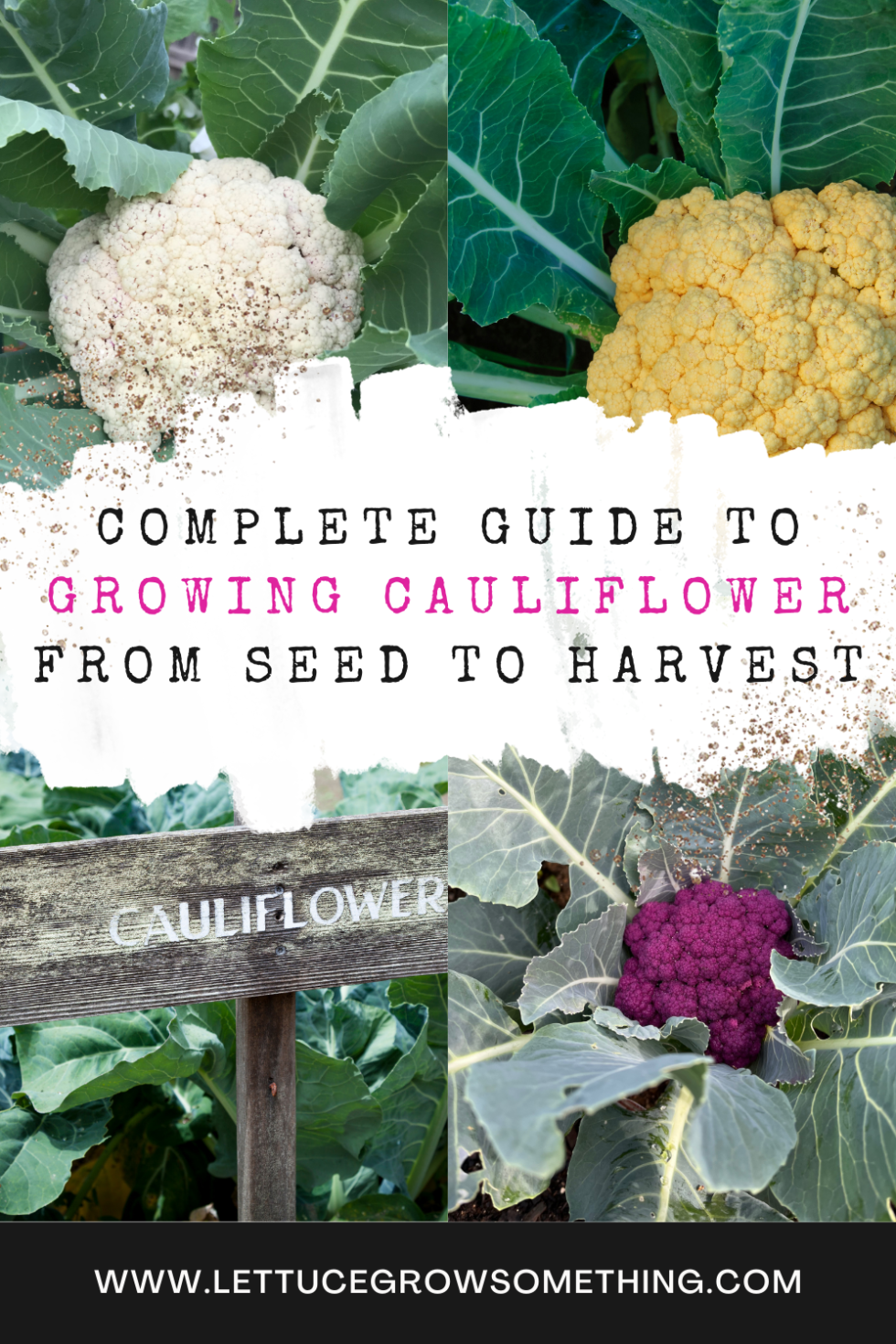The Complete Guide to Growing Cauliflower from Seed to Harvest