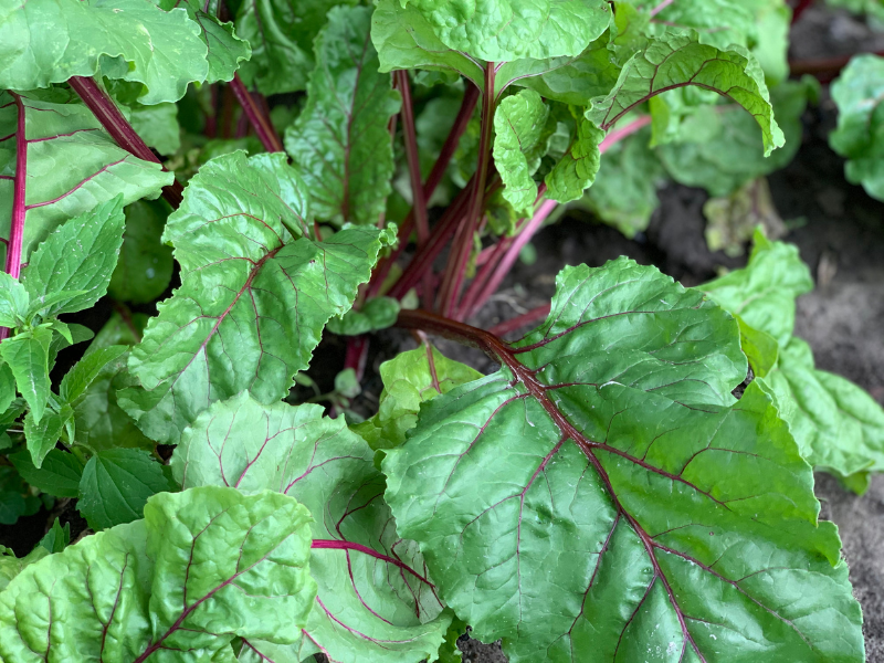 How to Grow Beets in Central Texas Lettuce Grow Something