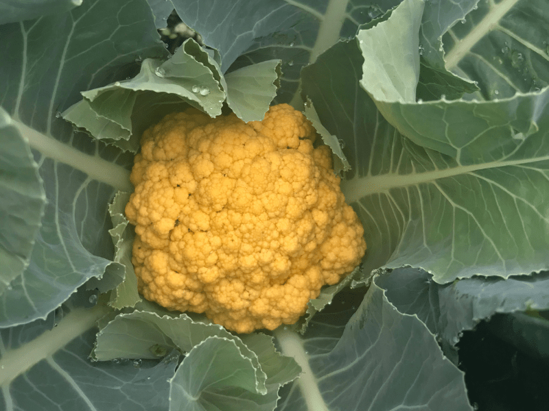 The Complete Guide to Growing Cauliflower from Seed to Harvest