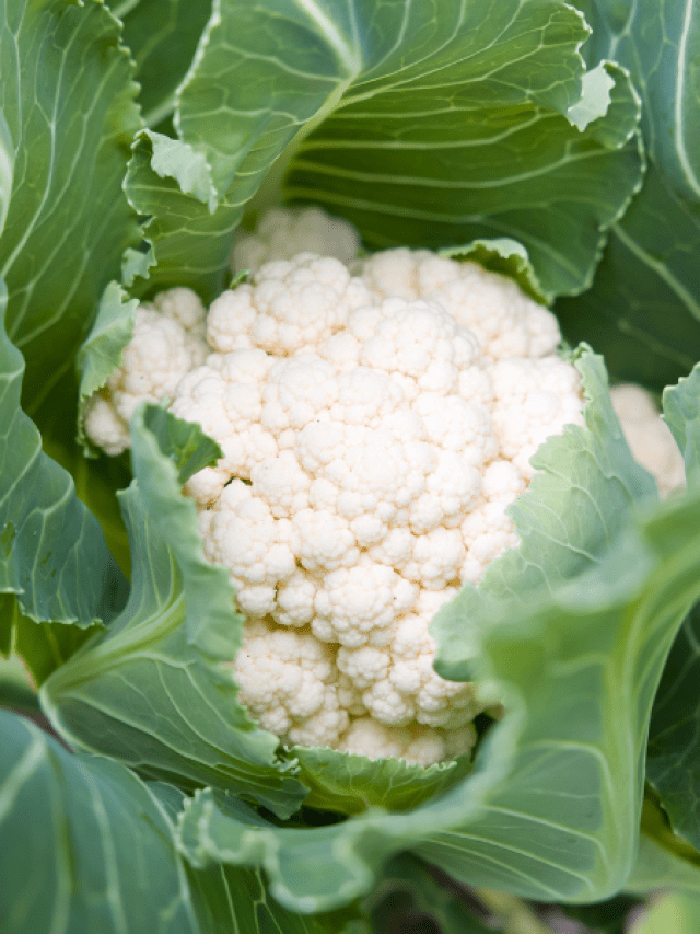 How to Grow Cauliflower from Seed to Harvest Lettuce Grow Something