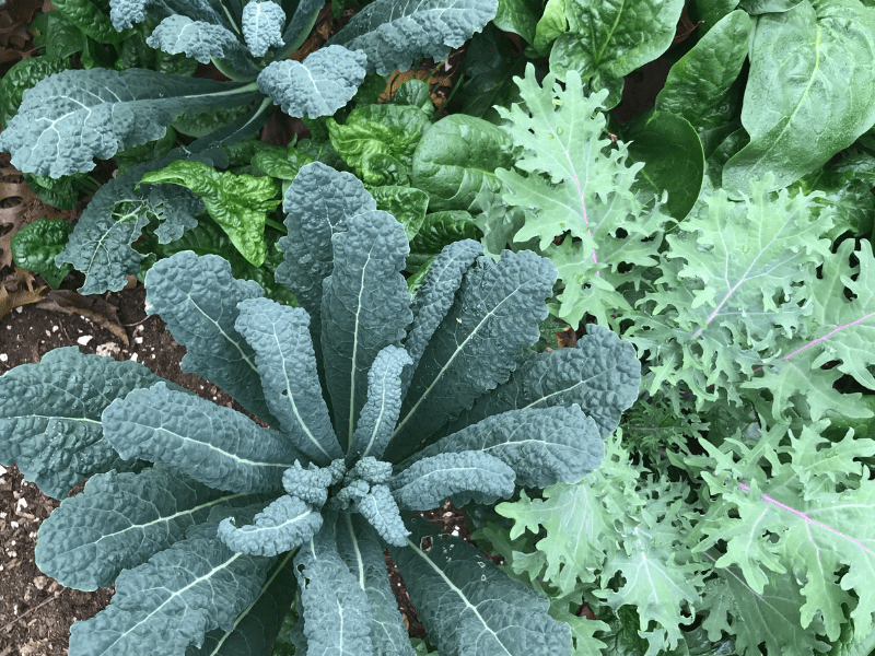 How to Grow Organic Kale from Seed to Harvest Lettuce Grow Something