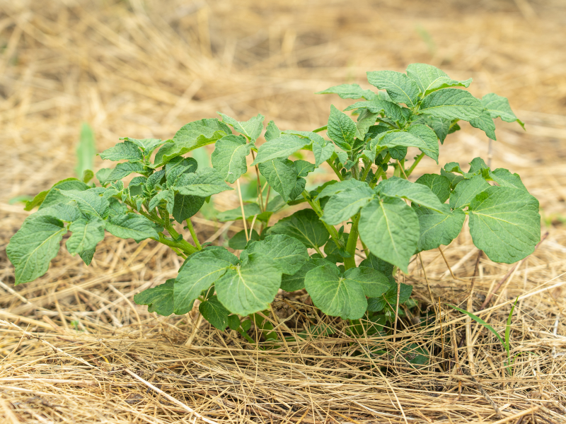 Can You Plant Potatoes in the Fall or Is It Too Late? Lettuce Grow