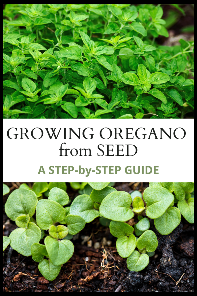 Oregano Seed Starting A StepbyStep Guide for Herb Garden Beginners