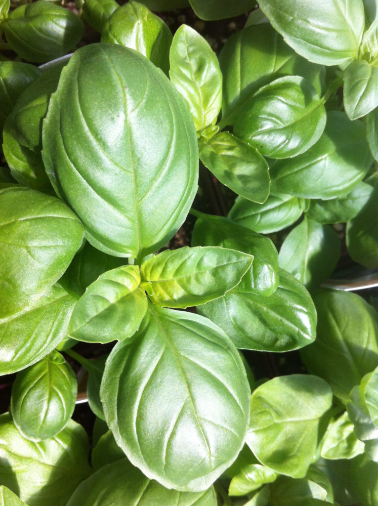 Home Lettuce Work Nursery